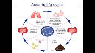 Life Cycle Of Ascaris Lumbricoides [upl. by Selinda]