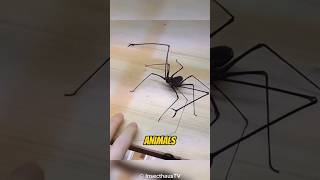 Tailless Whip Scorpion  An Animal With a Peculiar Appearance [upl. by Thun]