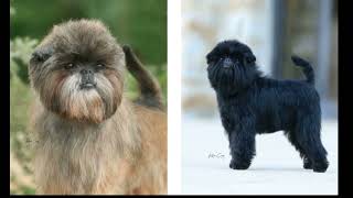 1 Affenpinscher Dog Breed  Facts amp Info 🐾 [upl. by Aurita430]