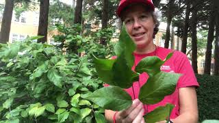 Calycanthus floridus sweetshrub [upl. by Akela321]