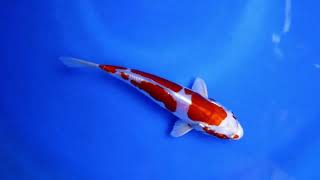 Kikusui Miyatora Koi Farm Size 17 cm [upl. by Sillyhp]