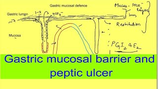 Gastric mucosal barrier and peptic ulcer  Gastrointestinal physiology mbbs 1st year lectures [upl. by Okoyik520]