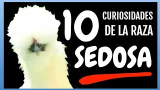 10 Curiosidades de la raza SEDOSA [upl. by Ahsatsana]