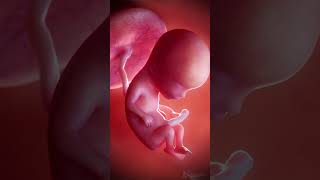 Your baby at week 13 pregnancy fetus baby [upl. by Layol]