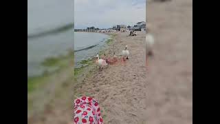 Prezență inedită printre turiștii aflați pe plaja din Mangalia [upl. by Acenom]