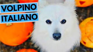 Volpino Italiano Dog Breed  Facts and Information [upl. by Hada]