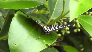 Red Ring Skirt Hestina assimilis butterfly [upl. by Davide24]