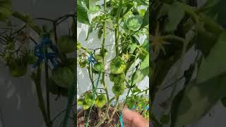 Best way To Ripen Tomatoes On The Vine  Quick tip tomatoes [upl. by Bianca]