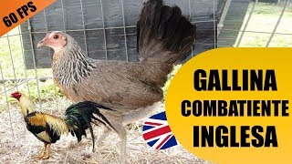 Gallina Combatiente Inglesa o Gallina o Gallo Giro Razas y Lineas [upl. by Kevon]