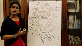 GENERAL EMBRYOLOGY THE SECOND WEEK OF HUMAN DEVELOPMENT  DR ROSE JOSE MD DNB MNAMS [upl. by Araldo]