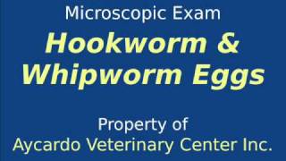 Microscopic Exam Hookworm amp Whipworm of a Dog [upl. by Rumilly632]