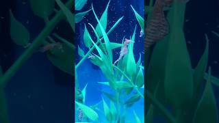 How to setup a dwarf seahorse tanksimple setup [upl. by Duster280]