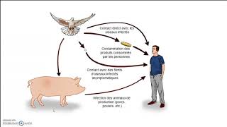 les aliments et les microorganismes VF [upl. by Loma]