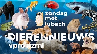 Dierennieuws  Zondag met Lubach S09 [upl. by Eellac]