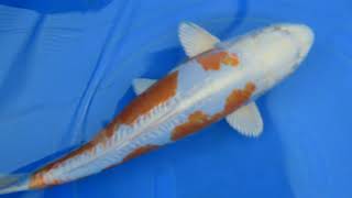 Auktion 315 Konishi Koi Farm Kikusui 2 Jahre 46 cm weiblich [upl. by Bloom755]