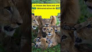 Chasseurs du Monde Animal  Les Lions et Leurs Merveilles Éducatives [upl. by Adnamal]