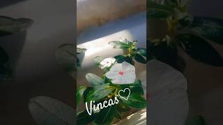 VINCAS BRANCAS [upl. by Rellim110]