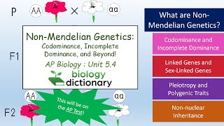 NonMendelian Genetics Codominance Incomplete Dominance and Beyond  AP Biology 54 [upl. by Au]