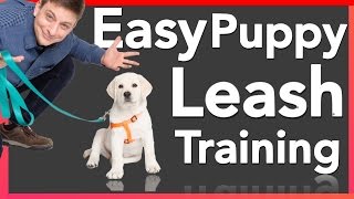 How to Leash Train your Puppy [upl. by Eyaf445]