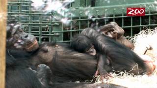 RARE BONOBO BORN AT THE COLUMBUS ZOO [upl. by Ahsart]