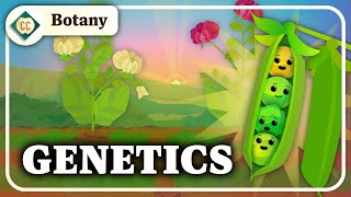 What Do Pea Plants Have To Do With Your Eye Color Mendelian Genetics Crash Course Botany 10 [upl. by Airdna]