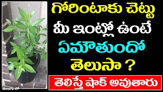 గోరింటాకు చెట్టు మీ ఇంట్లో ఉంటే ఏమౌతుందో తెలుసా  తెలిస్తే షాకవుతారు   Gorintaku Chettu [upl. by Ainahtan]