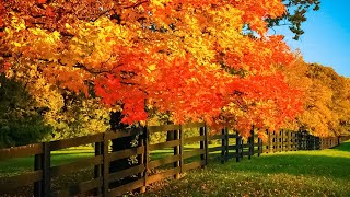 Beautiful Relaxing Music  Soothing Autumn Melodies Mindful and Peaceful Piano Instrumental Music [upl. by Duarte614]