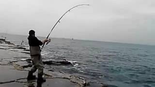 משיכה יפה של אינטיאס 31 קילו  Fishing amberjack 31kg from shore [upl. by Uhsoj]