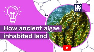 Plant Life on Earth  How ancient algae inhabited land [upl. by Martreb]