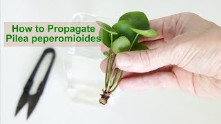 How to Propagate Pilea peperomioides [upl. by Notsreik8]