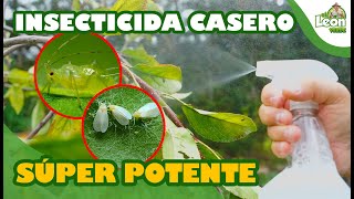 MATA 100 de los BICHOS y PLAGAS de tus PLANTAS y CASA con este INSECTICIDA Casero GRATIS [upl. by Bohlen355]