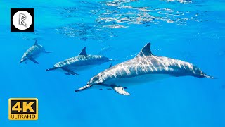 🌊 💙 Beautiful Sounds of Dolphins amp Whales  Meditative Nature Sounds for Harmony amp Deep Sleep 4K [upl. by Gaut]