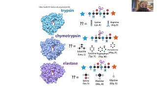 Serine protease mechanism  how the catalytic triad is a great example of enzyme catalysis [upl. by Cl19]