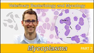 Mycoplasma Part 2  Veterinary Bacteriology and Mycology [upl. by Eceirtal]