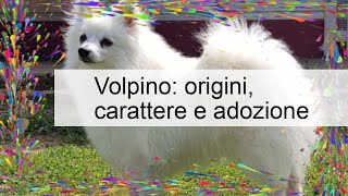 Volpino italiano carattere e provenienza [upl. by Coffin]