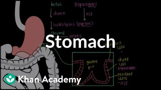 Stomach  Gastrointestinal system physiology  NCLEXRN  Khan Academy [upl. by Kenwood]