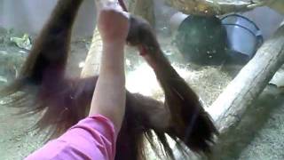 Orangutan gives Sasha a kiss and a hug [upl. by Eamon]