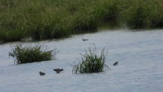 Wilsons Phalarope  Longer Clip [upl. by Sivram]