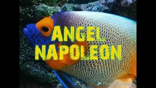 Memelihara Ikan Angel Napoleon  Keeping Blueface Angelfish Pomacanthus xanthometopon [upl. by Gaylor584]