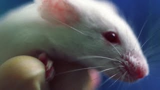 Mice show the possibility of CWD transfering to humans [upl. by Aneroc]