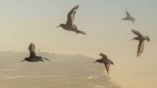 Oystercatchers Chasing a Dji Air 3 [upl. by Coppinger]