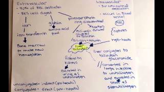 normal hemolysis [upl. by Yrekaz]