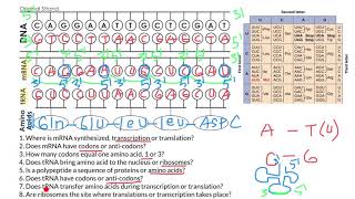 Transcription and Translation DNA to mRNA to Protein [upl. by Kovar282]