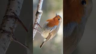 European Robin Erithacus rubecula in Old World Flycatcher Chat Family Muscicapidae [upl. by Aseena]