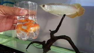 Arowana fish Vs Goldfish [upl. by Adnara]