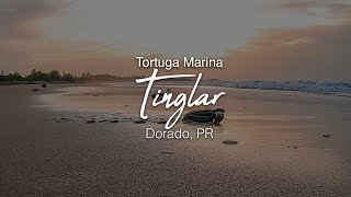 Nacimiento del Tinglar Tortuga Marina en peligro de extinción [upl. by Fawne]