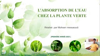 Labsorption de leau chez la plante verte [upl. by Rebane]