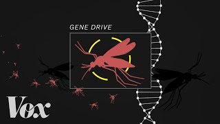 The bold plan to end malaria with a gene drive [upl. by Leahey951]