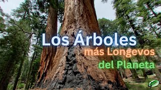 Los árboles más Longevos del Planeta 🌲🌎 [upl. by Dominy]