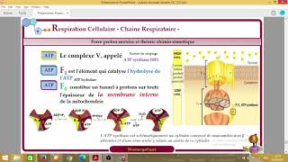 Biochimieبالعربية  5 Bioénergétique  Part 4 La chaine respiratoire de la mitochondrie [upl. by Aurelia]